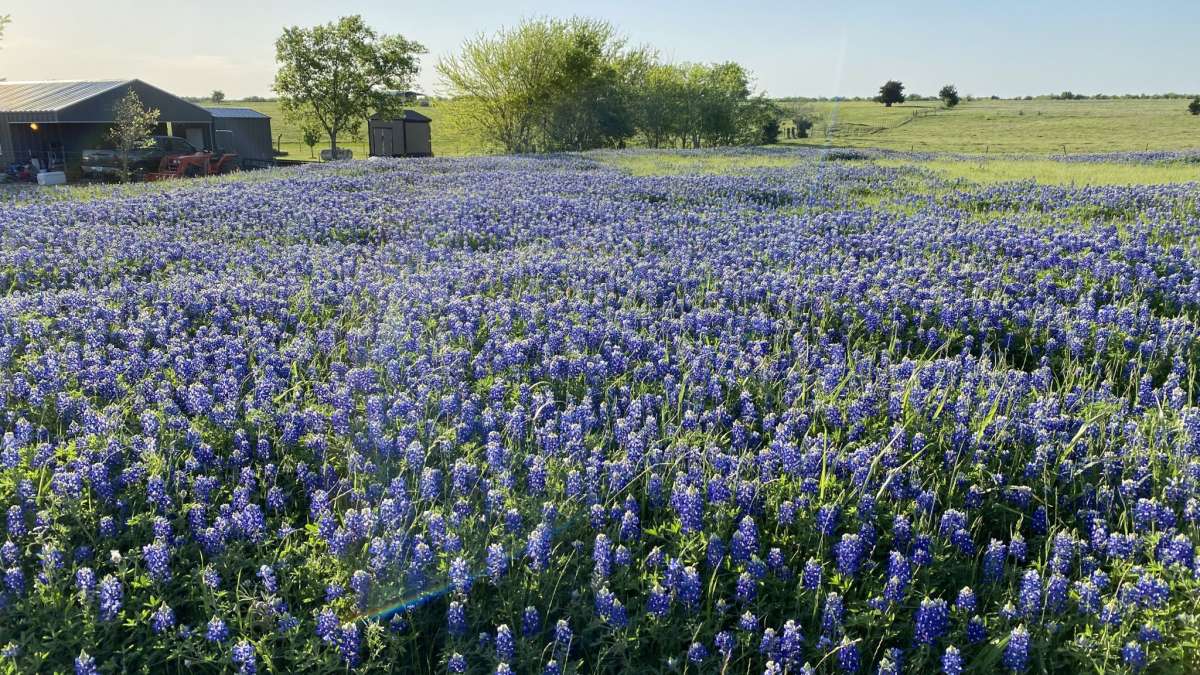 Texas’ most beautiful bluebonnets can be found along the Ennis Bluebonnet Trails