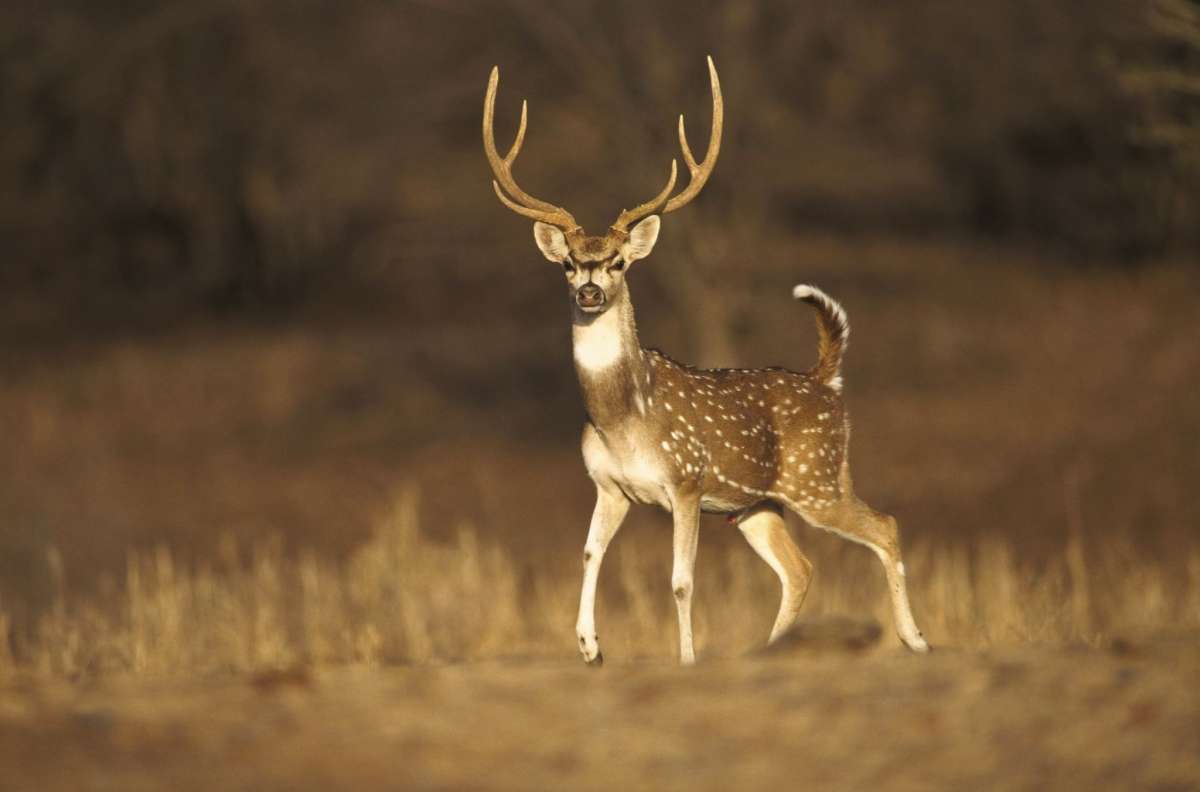 Texas wildlife ranch cancels group hunting after losing more than 2,000 Axis deer in deep freeze