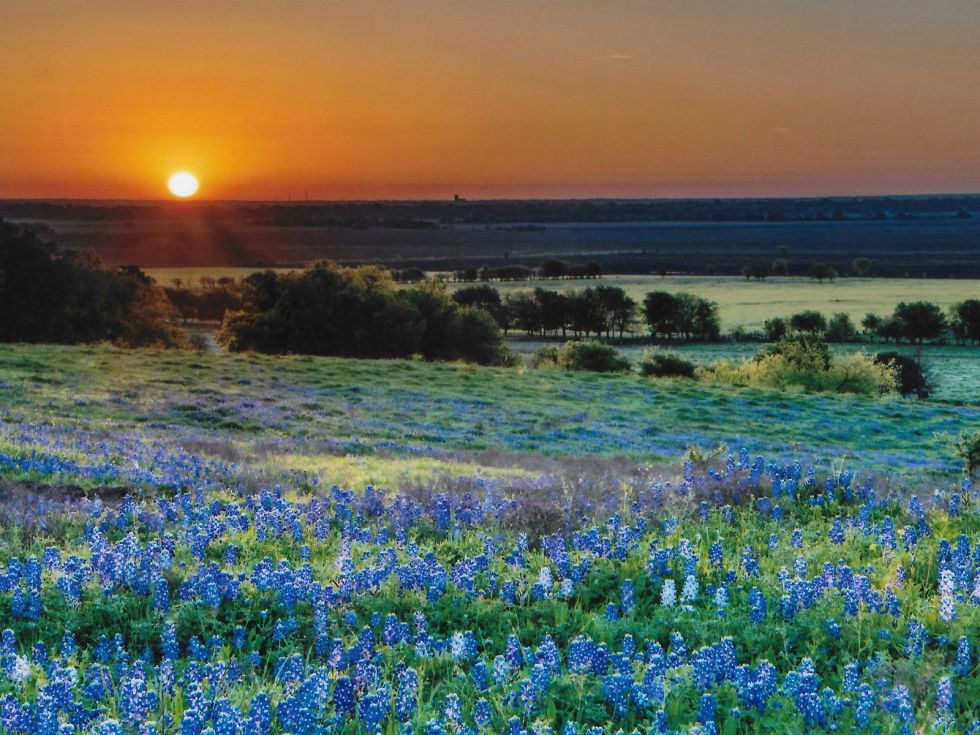 Where to see beautiful bluebonnets in Dallas-Fort Worth and around Texas this spring