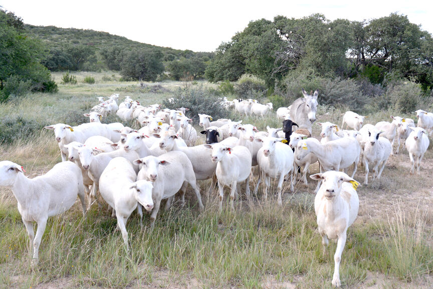 Texas lamb, goat meat markets thriving amid high demand