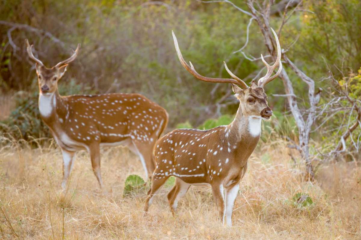 Like feral hogs, Texas’ exotic axis deer can be destructive, but they are a delicious addition to the state’s hunting scene